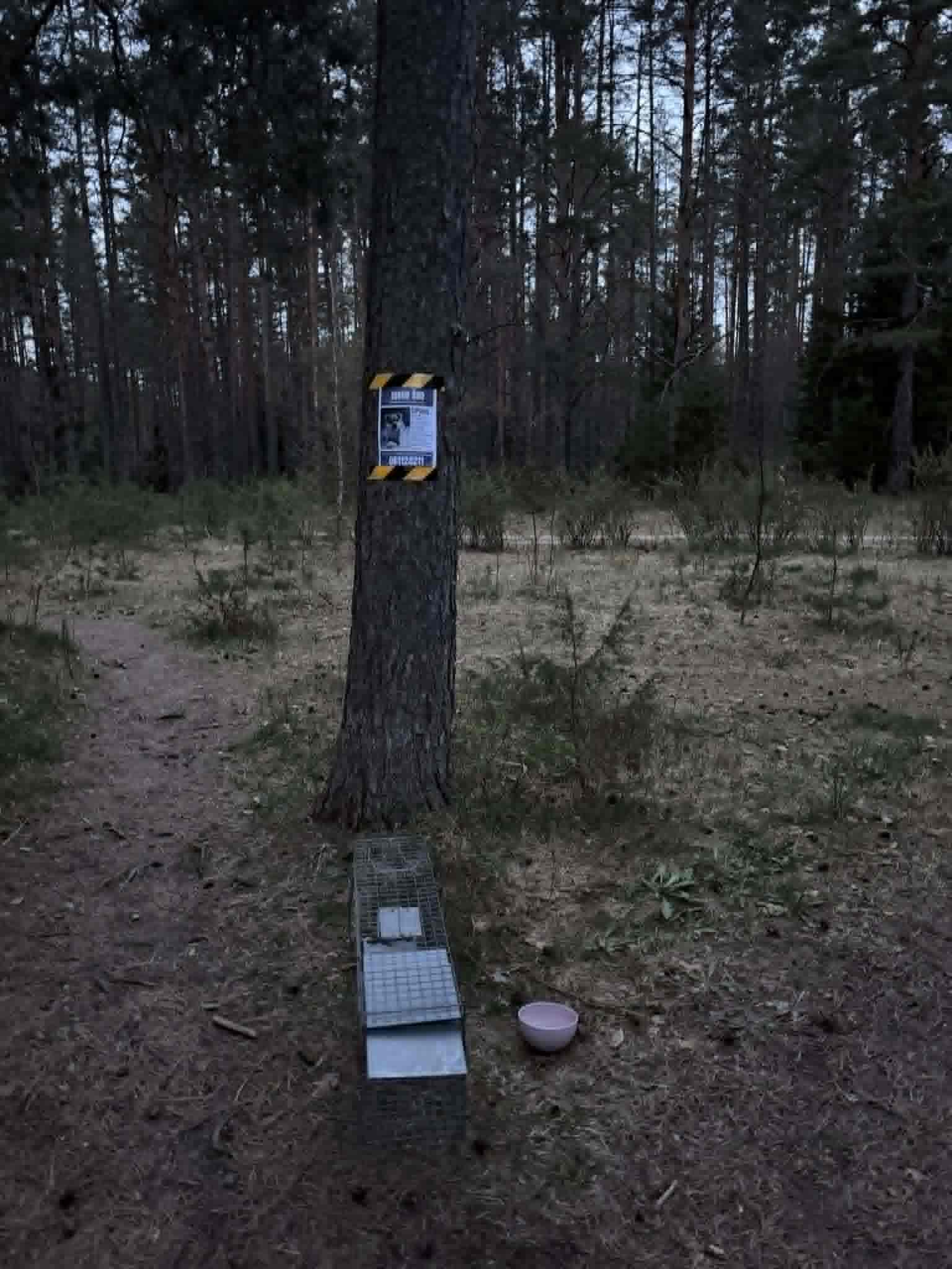 Gaudyklės paruošimas
